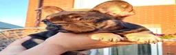 French Bulldog dogs for sale: Ready now, quality French Bulldog Puppies  - Advert 27