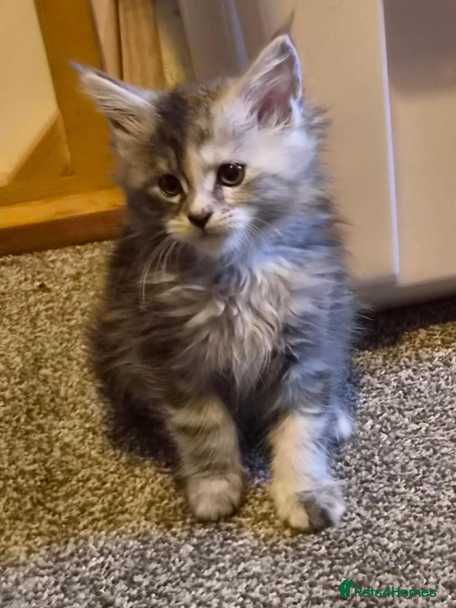 Maine Coon cats Beautiful Mainecoons  - Advert 18