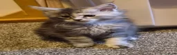 Maine Coon cats for sale: Beautiful Mainecoons  - Advert 4