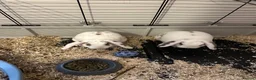 Mini Lop rabbits for sale: Bonded Pair of Mini Lop Rabbits  in Crawley - Advert 2