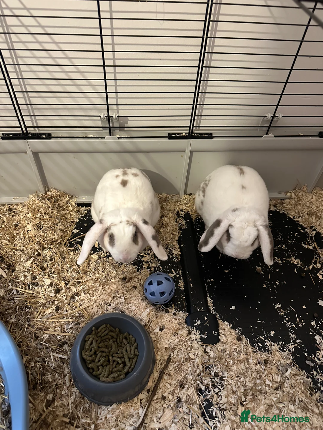 Mini Lop rabbits for sale: Bonded Pair of Mini Lop Rabbits  in Crawley - Advert 2