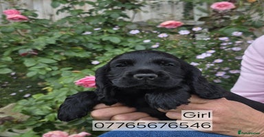Cocker Spaniel dogs - Advert 7