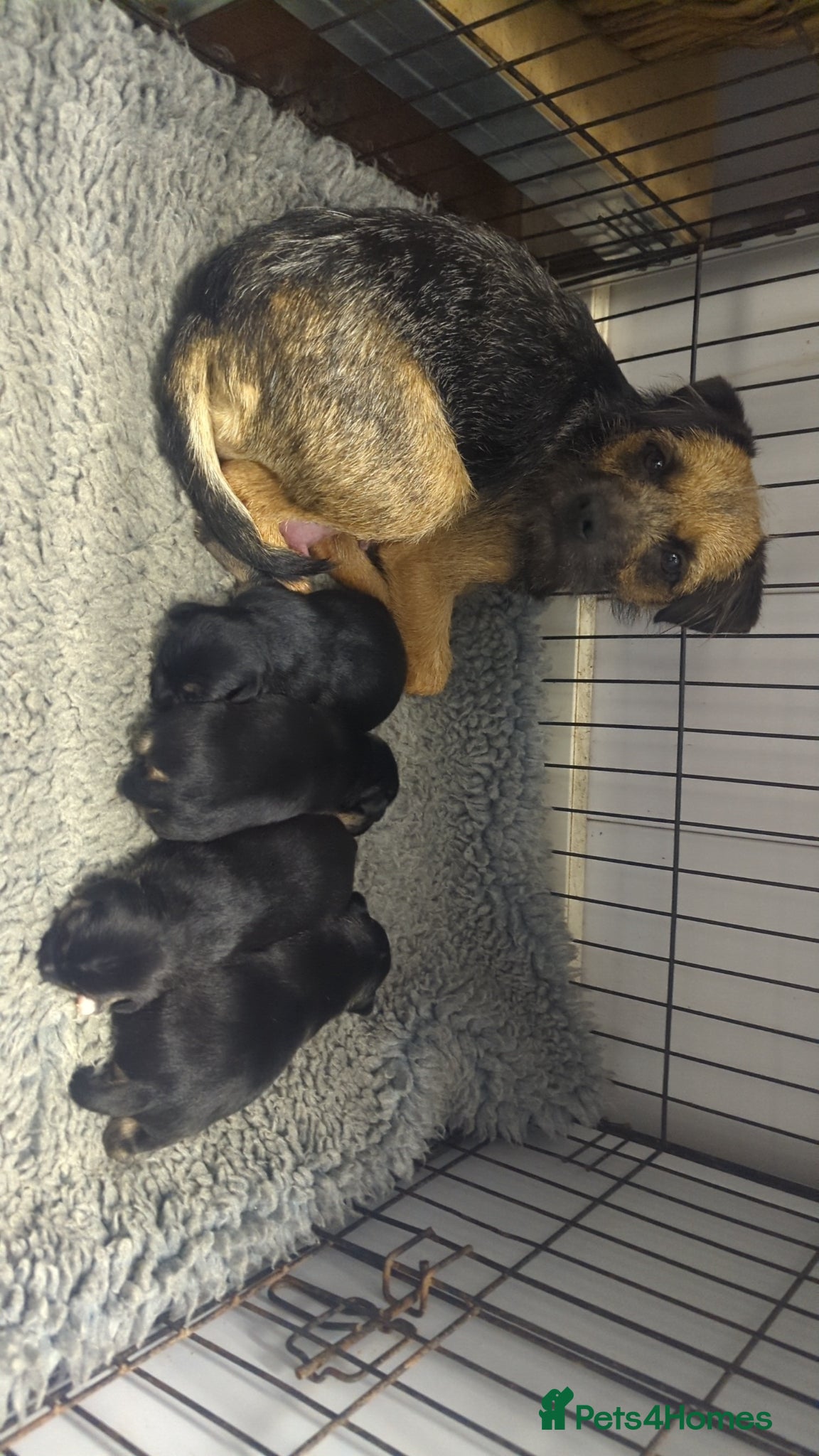 Mixed Breed dogs Foxy borders  - Advert 4