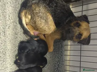 Mixed Breed dogs Foxy borders - Advert 4