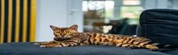 Bengal cats for sale: Stunning Bengal - Sophie. Forever family only. - Advert 17