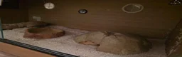 Corn Snake reptiles for sale: Corn Snake with Vivarium in Neath - Advert 4