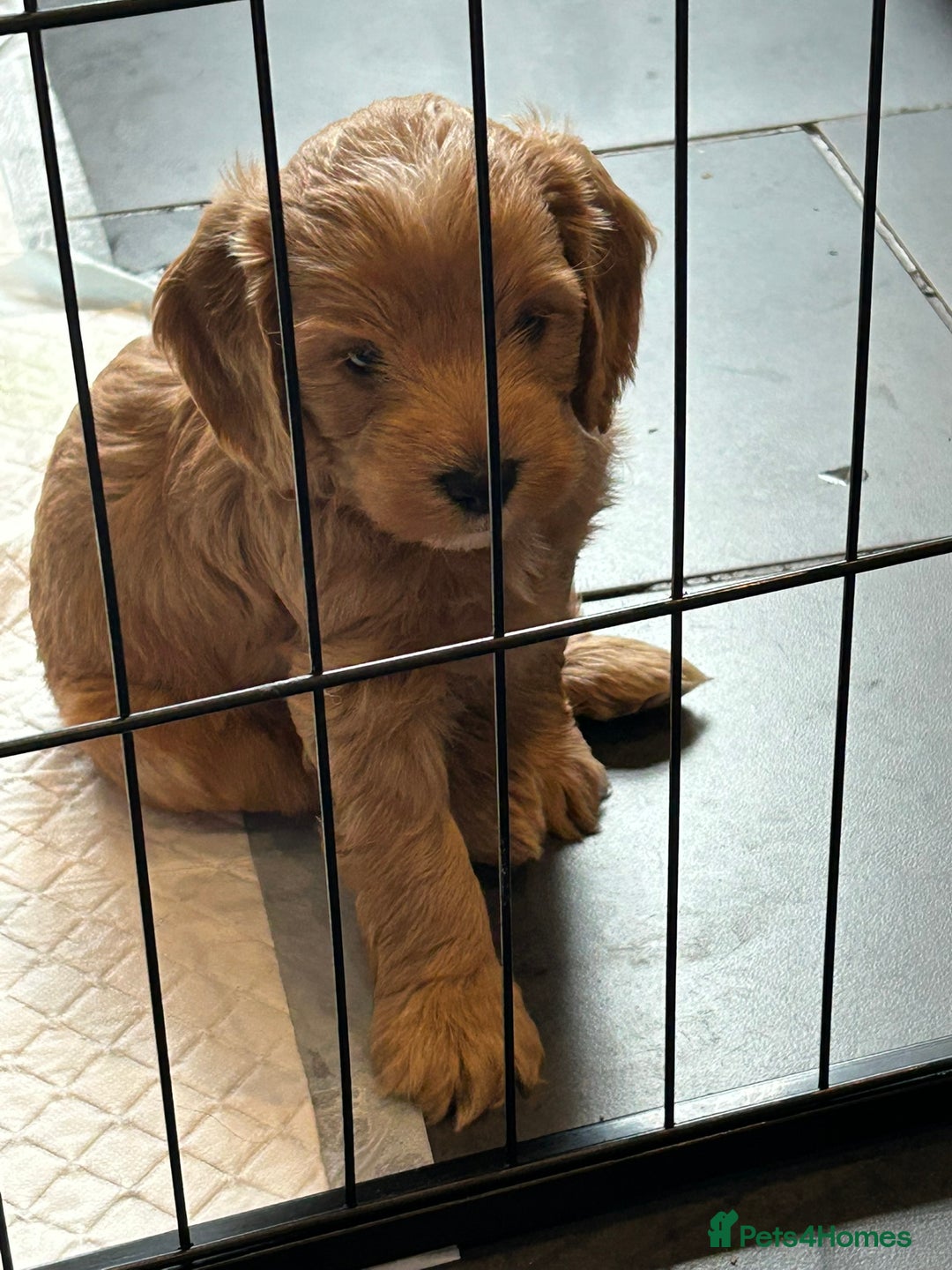 Cockapoo dogs for sale: F2 Cockapoo Puppies - Image 2