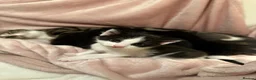 Mixed Breed cats for sale: 2 stunning kittens 🎀🩵 - Advert 12