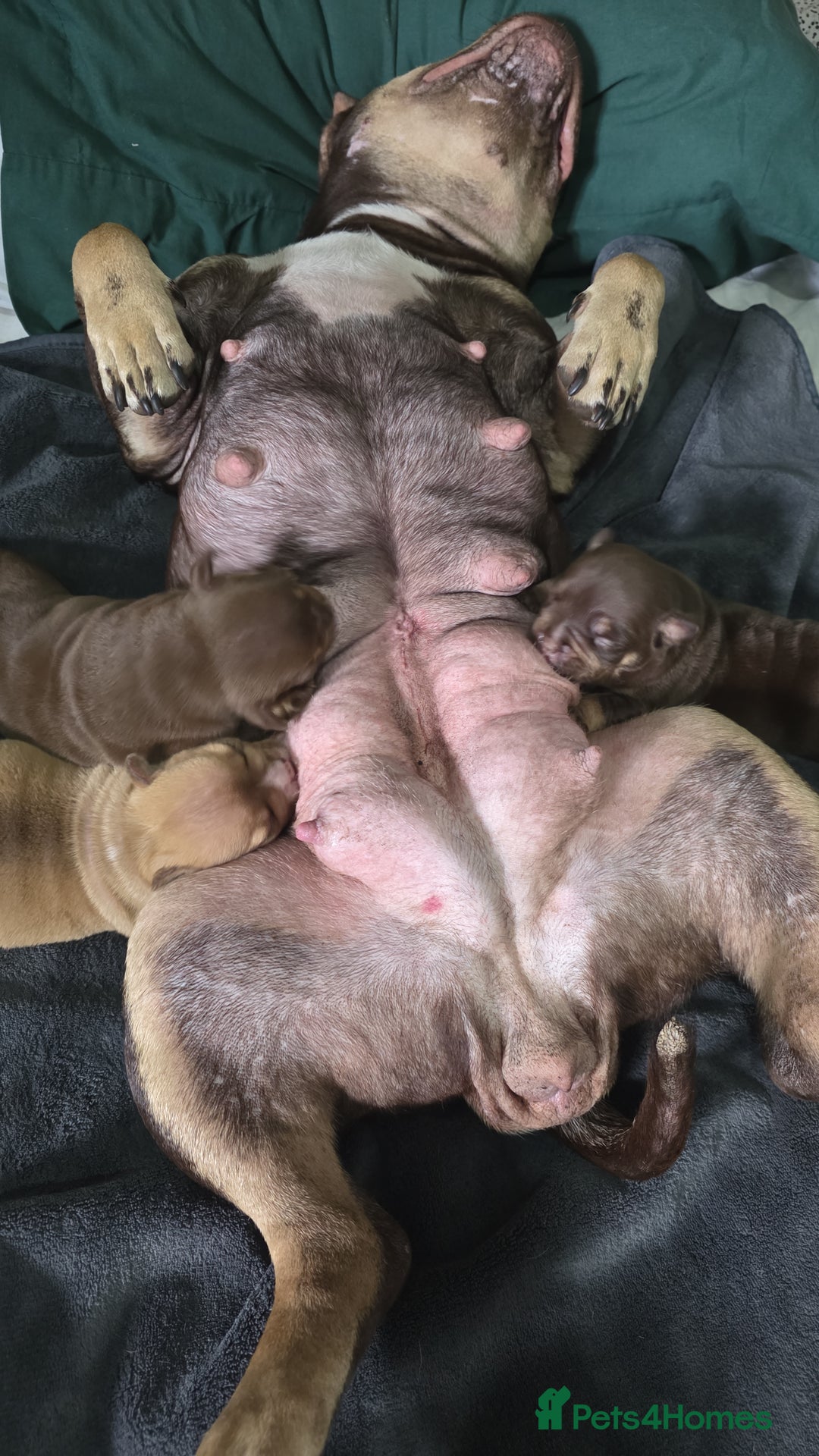 American Bully dogs for sale: 3 Stunning Pocket American bully  - Image 19
