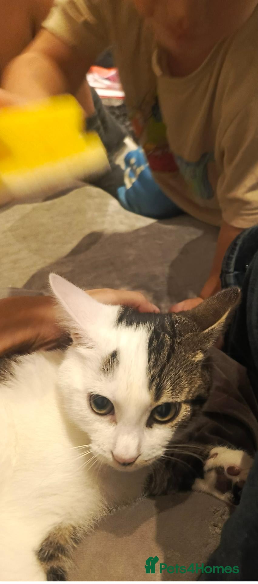 Mixed Breed cats Sweet boy around 3 months - Advert 1