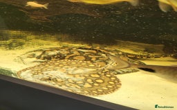 Other/Mixed Breed fish for sale: Pair of rays - Image 2