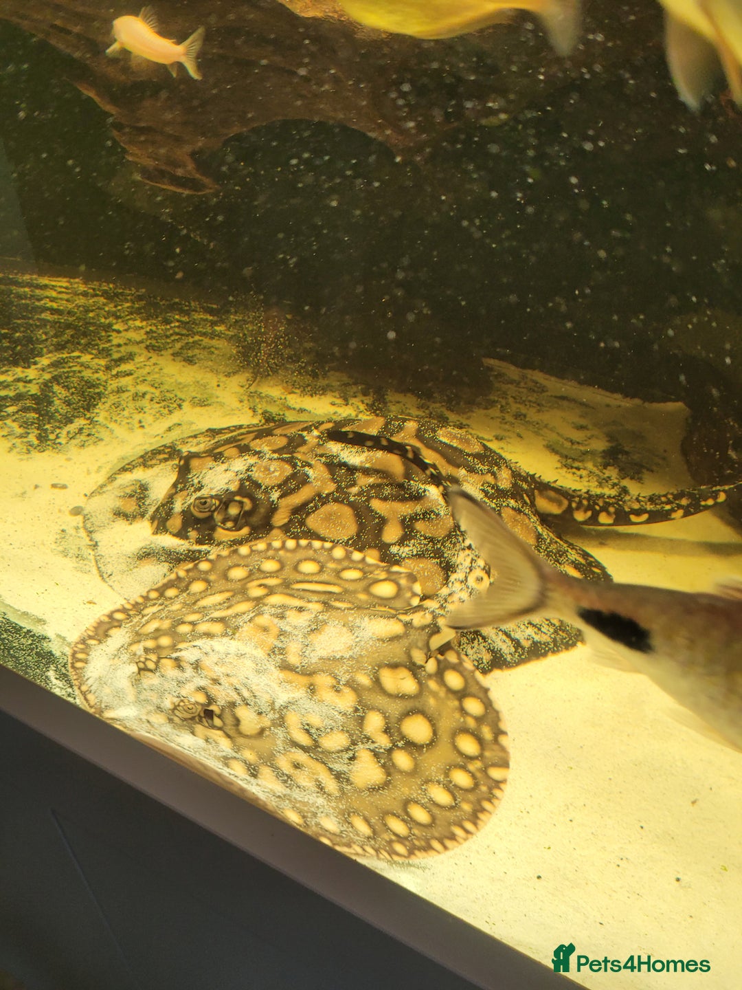 Other/Mixed Breed fish for sale: Pair of rays - Image 2