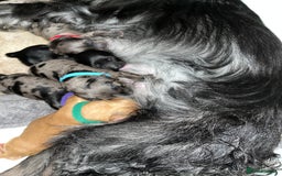 Cockapoo dogs for sale: 💫✨🐶🐾Gorgeous F1B Cockapoos🐾🐶✨💫 - Image 3