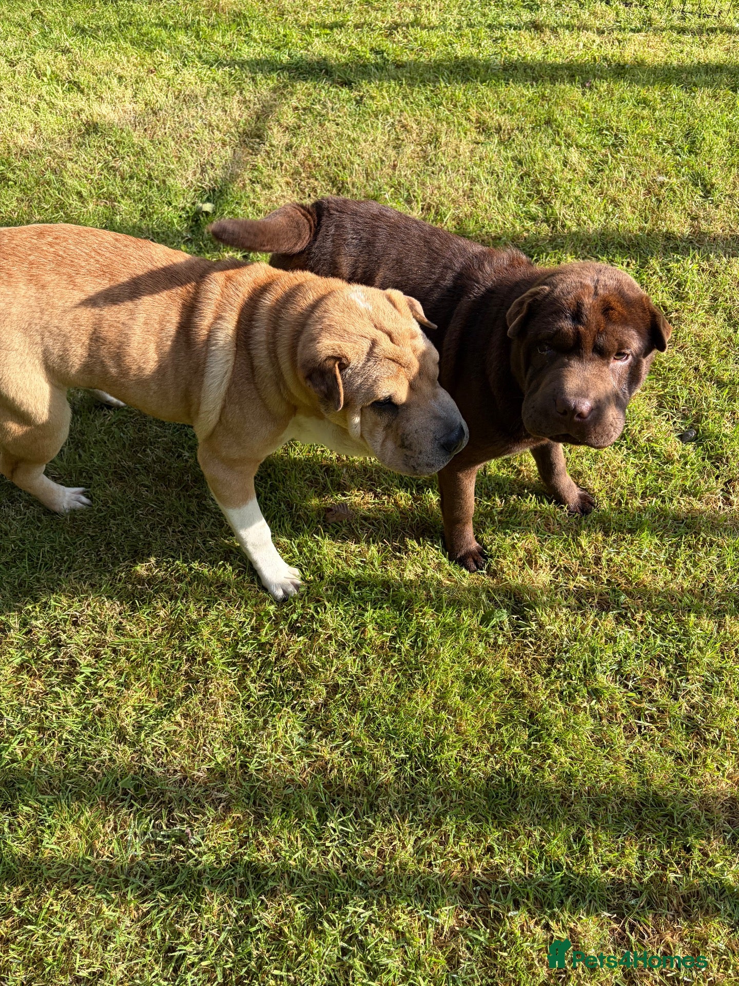 Shar Pei dogs Stunning Shar Peis Looking for Their Forever Homes - Advert 1