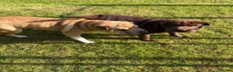 Shar Pei dogs for sale: Stunning Shar Peis Looking for Their Forever Homes in Cupar - Advert 1