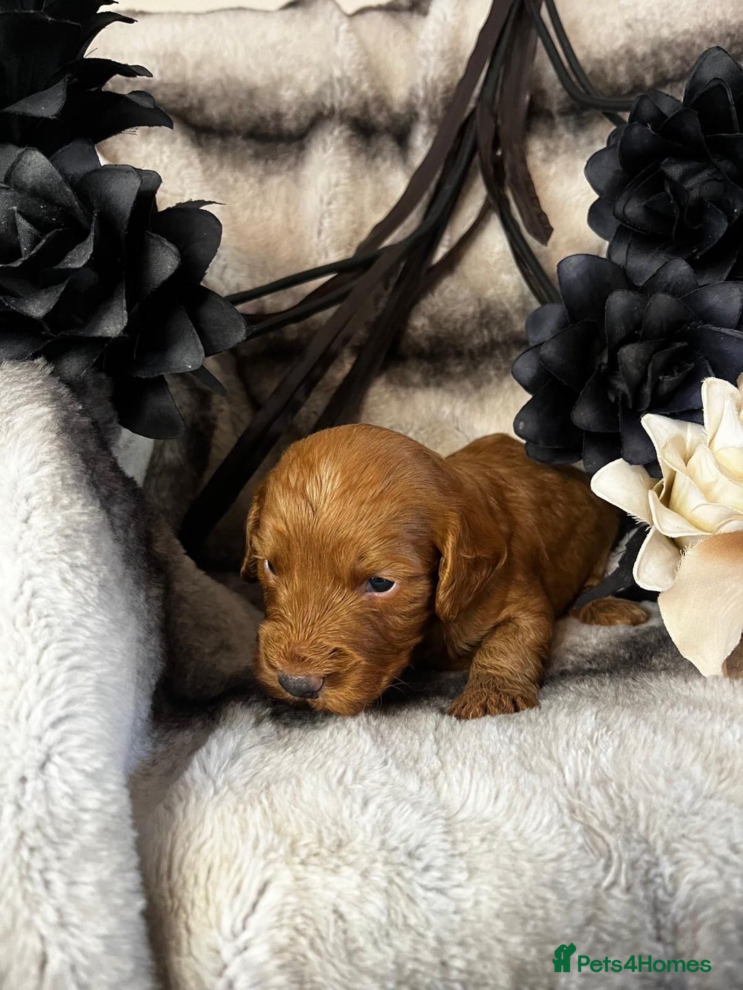 Miniature Poodle dogs for stud: Dark Red Miniature Poodle Stud Package Available in Southampton - Image 20