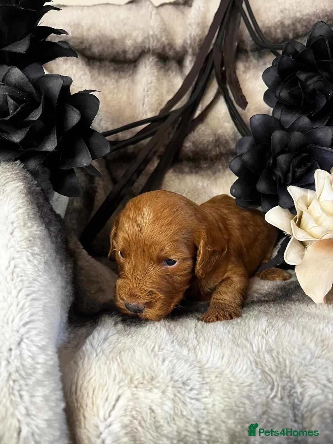 Miniature Poodle dogs for stud: Dark Red Miniature Poodle Stud Package Available in Southampton - Advert 20