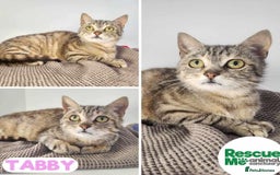 Mixed Breed cats for adoption: tabby - sweetie girl - Image 1