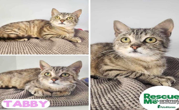Mixed Breed cats - Advert 3
