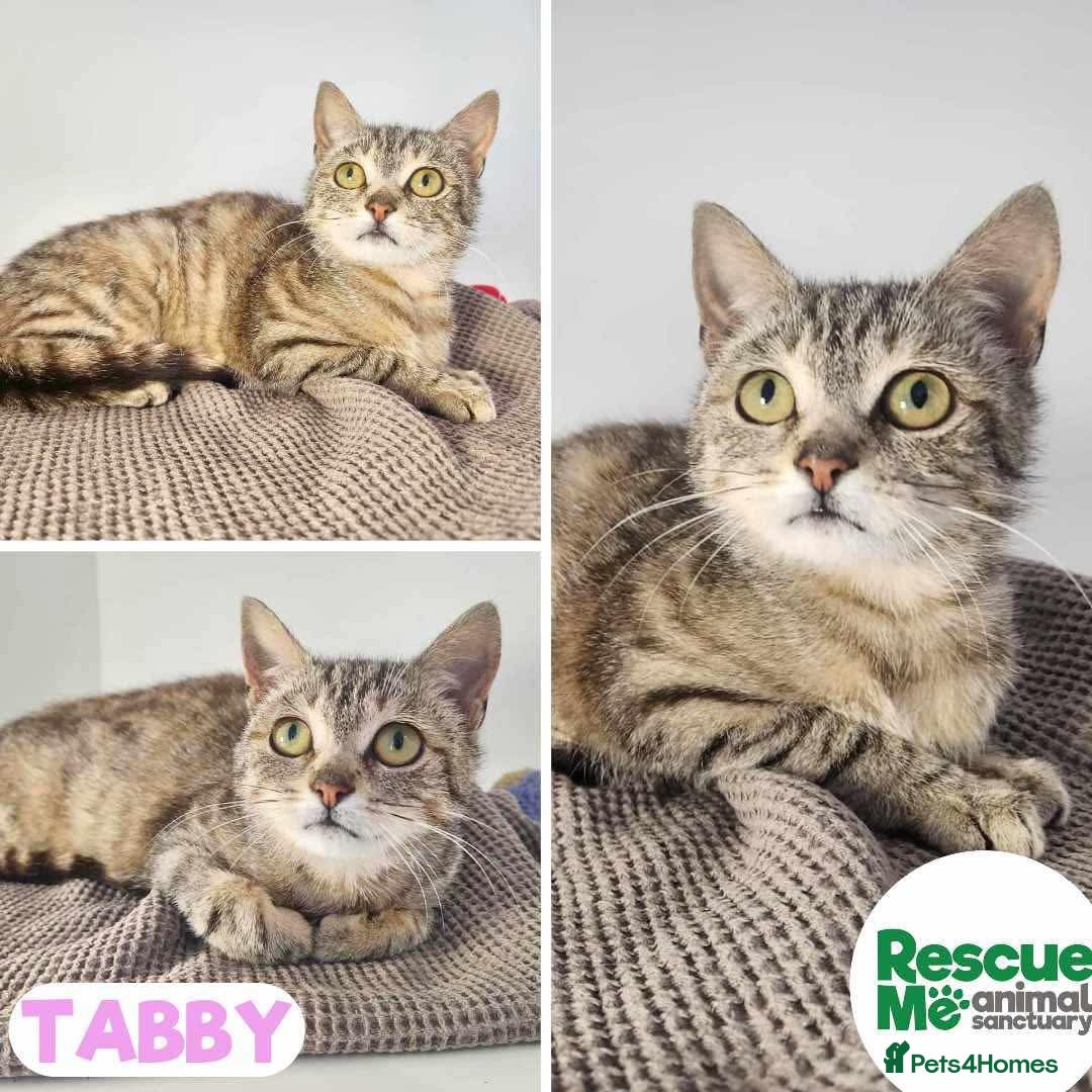 Mixed Breed cats for adoption: tabby - sweetie girl - Image 1