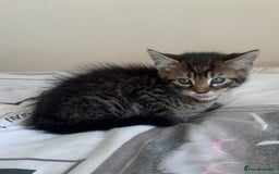 Mixed Breed cats for sale: Maine Coon Cross Kittens  - Image 14