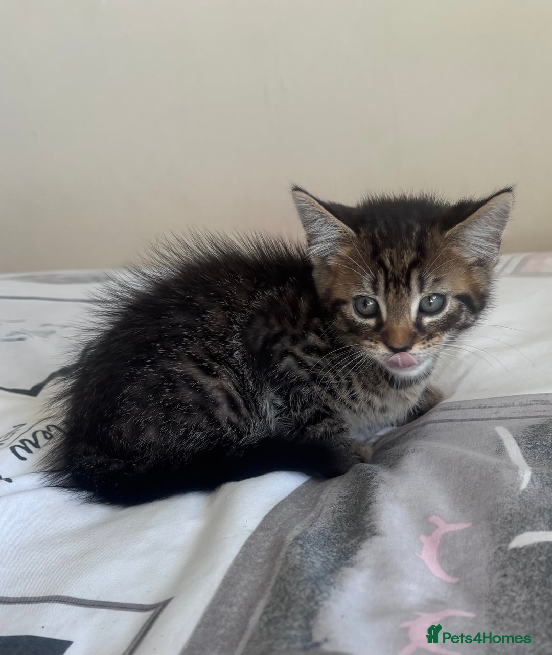 Mixed Breed cats for sale: Maine Coon Cross Kittens  - Image 14