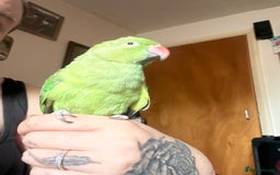 Ringnecks birds for sale: Handreared and Tame baby Indian ringneck - Image 6