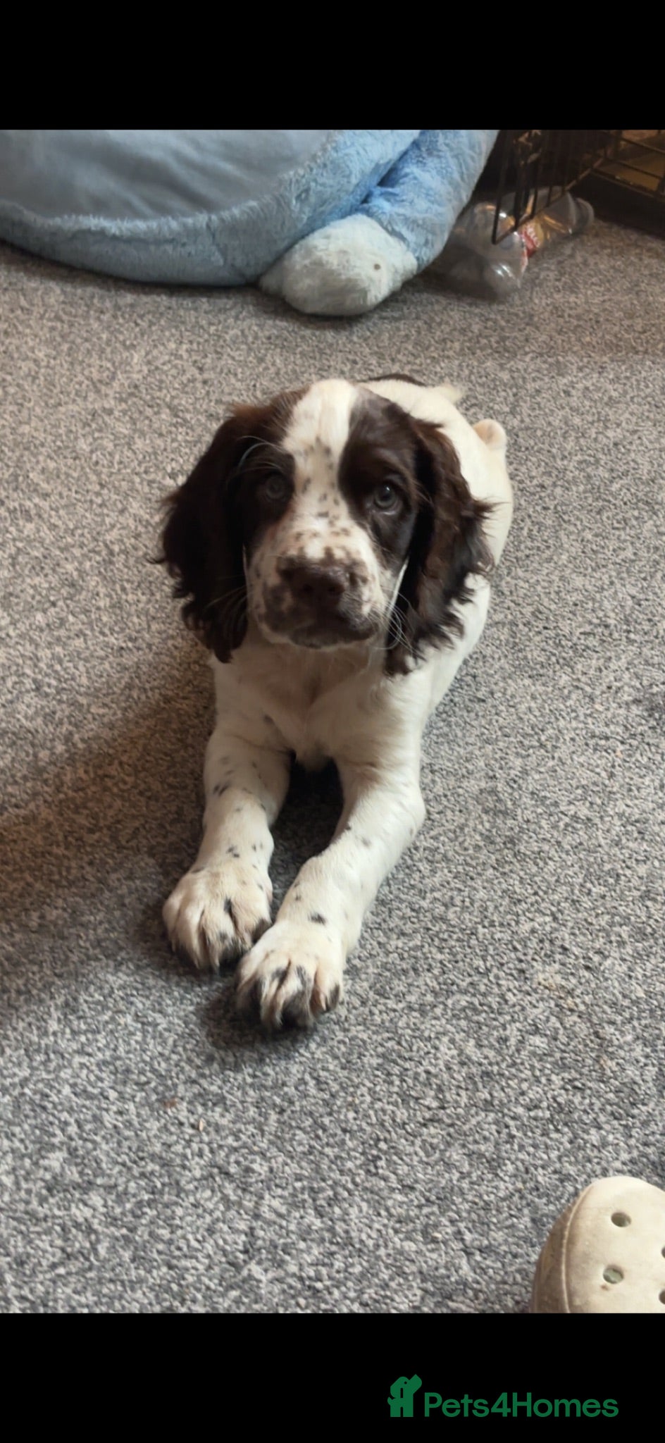 Cocker Spaniel dogs Beautiful 1 year old male cocker spaniel  - Advert 2