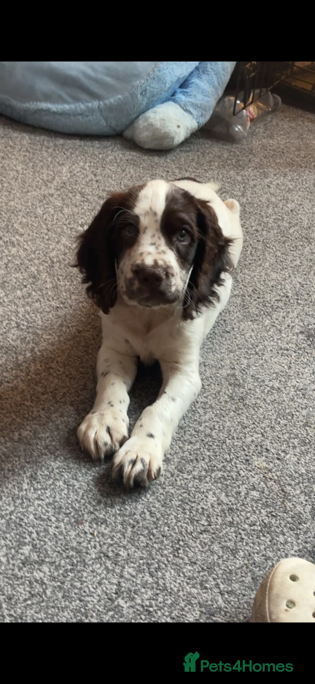 Cocker Spaniel dogs for sale: Beautiful 1 year old male cocker spaniel  - Advert 1