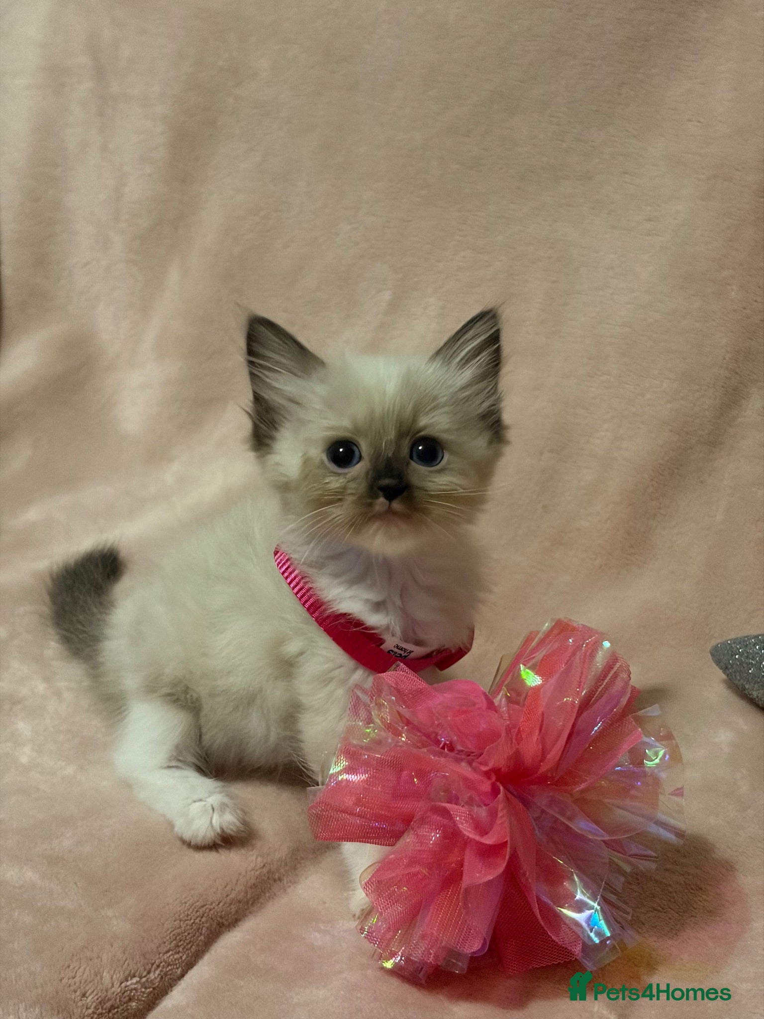 Ragdoll cats Beautiful Ragdolls  - Advert 7
