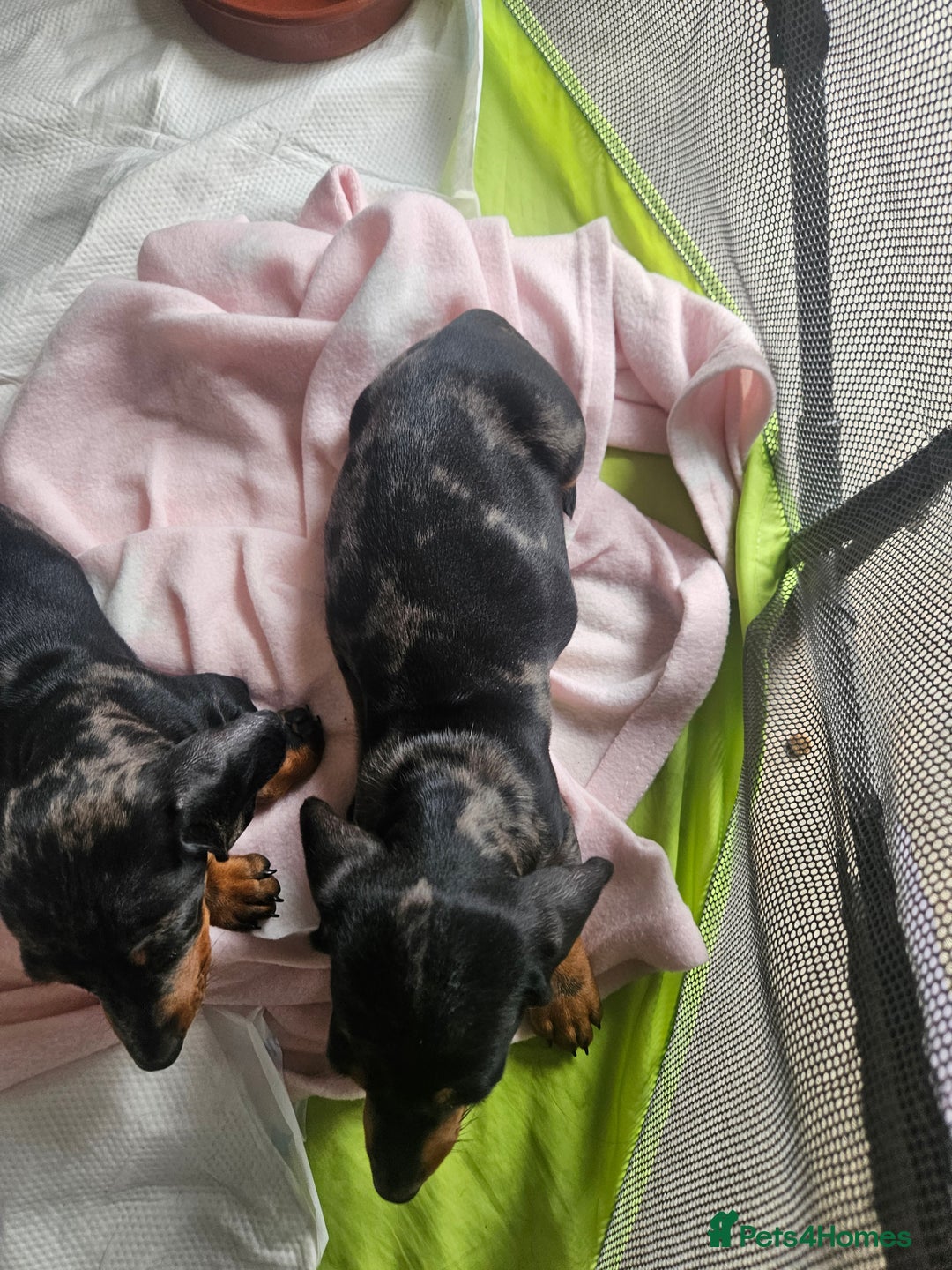 Dachshund dogs for sale: Mini dapple dachunds  - Image 4