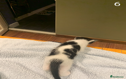 Mixed Breed cats for sale: KITTENS! Batch of cuties for sale in Basinsgtoke - Image 12