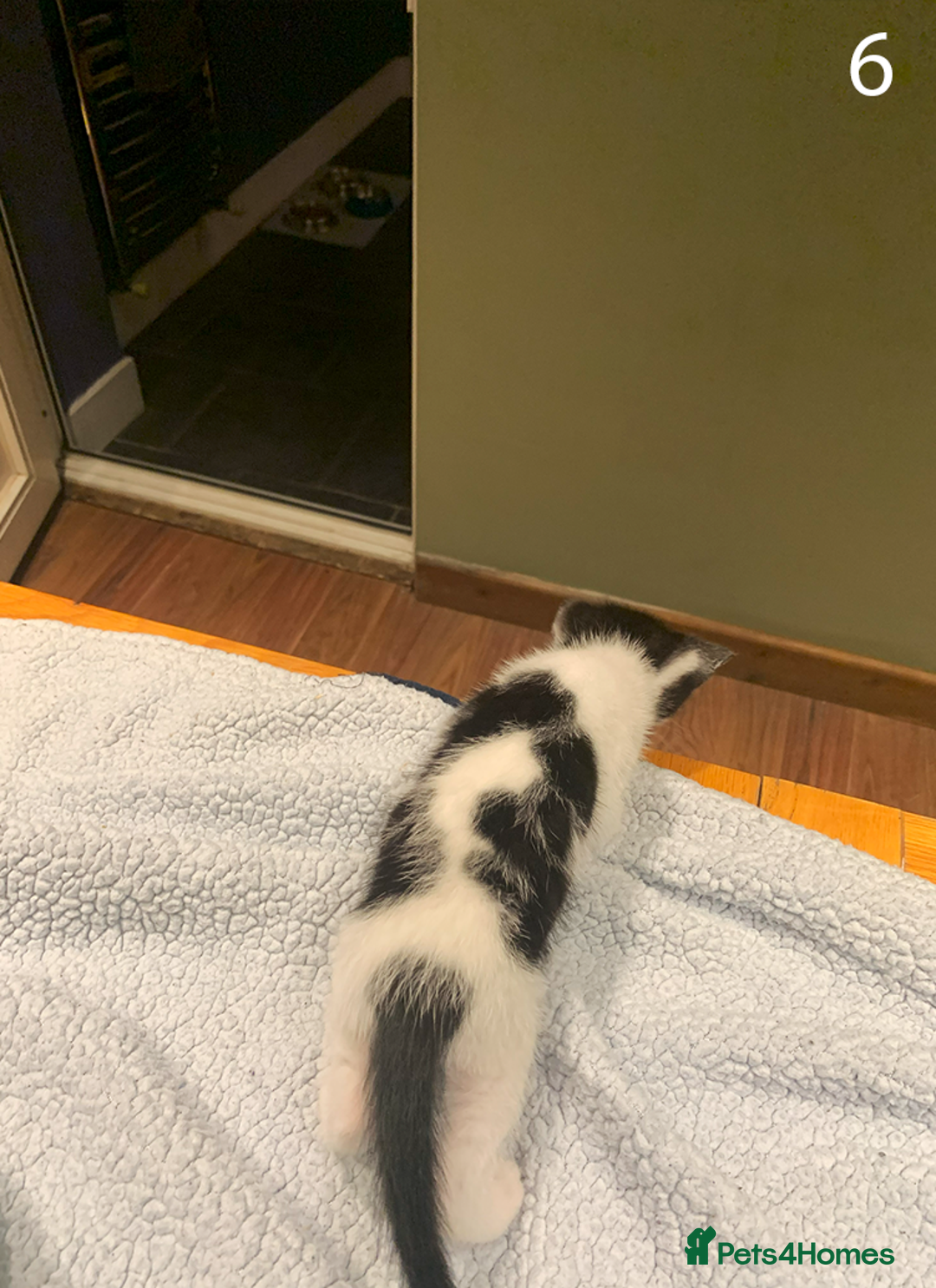 Mixed Breed cats for sale: KITTENS! Batch of cuties for sale in Basinsgtoke - Image 12