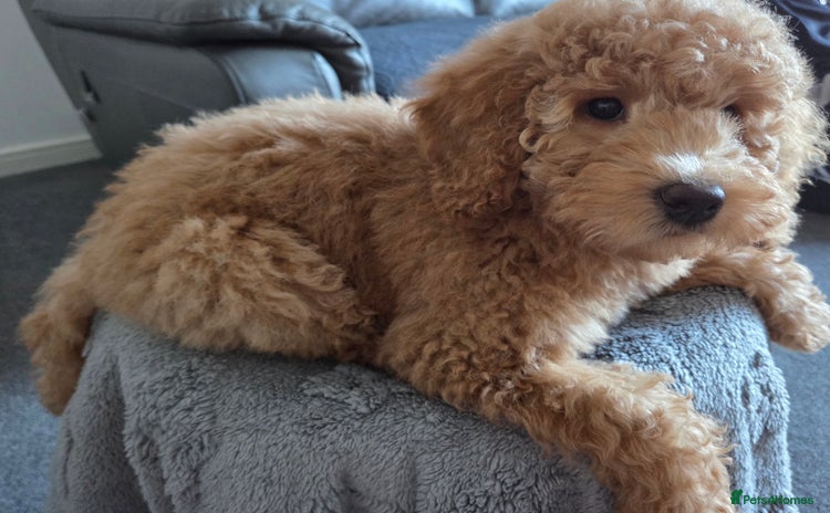 Australian Labradoodle dogs Australian Labradoodle Bitch fully vaccinated  - Advert 9