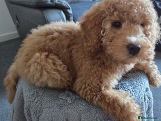 Australian Labradoodle dogs Australian Labradoodle Bitch fully vaccinated - Advert 1