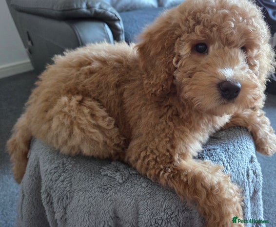 Australian Labradoodle dogs Australian Labradoodle Bitch fully vaccinated - Advert 9