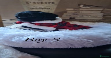 Shorkie dogs - Advert 16