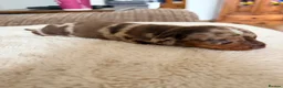 Miniature Dachshund dogs for sale: KC registered PRA clear miniature dachshunds - Advert 22