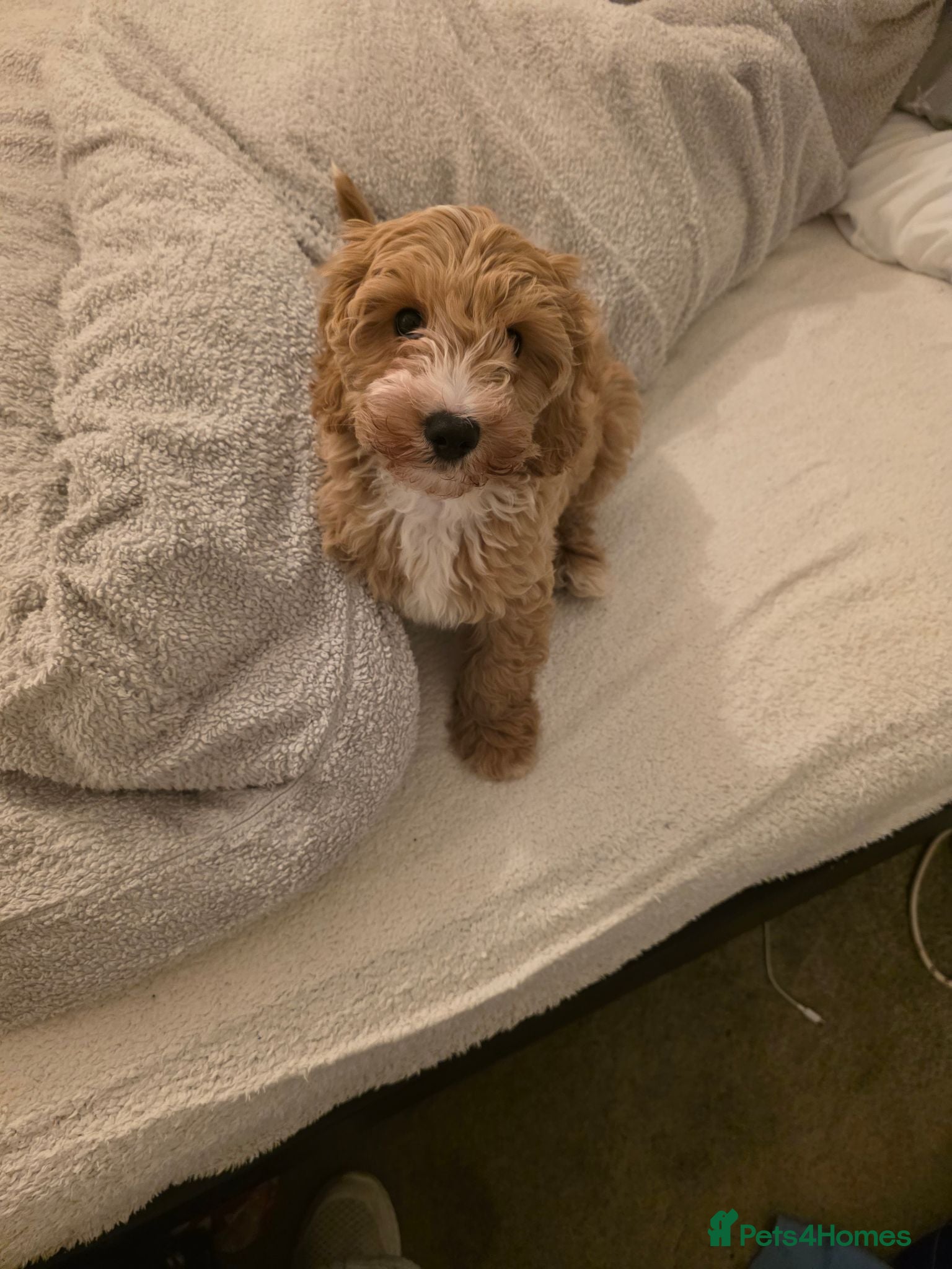 Cavapoo dogs Cavapoo puppy - Advert 4