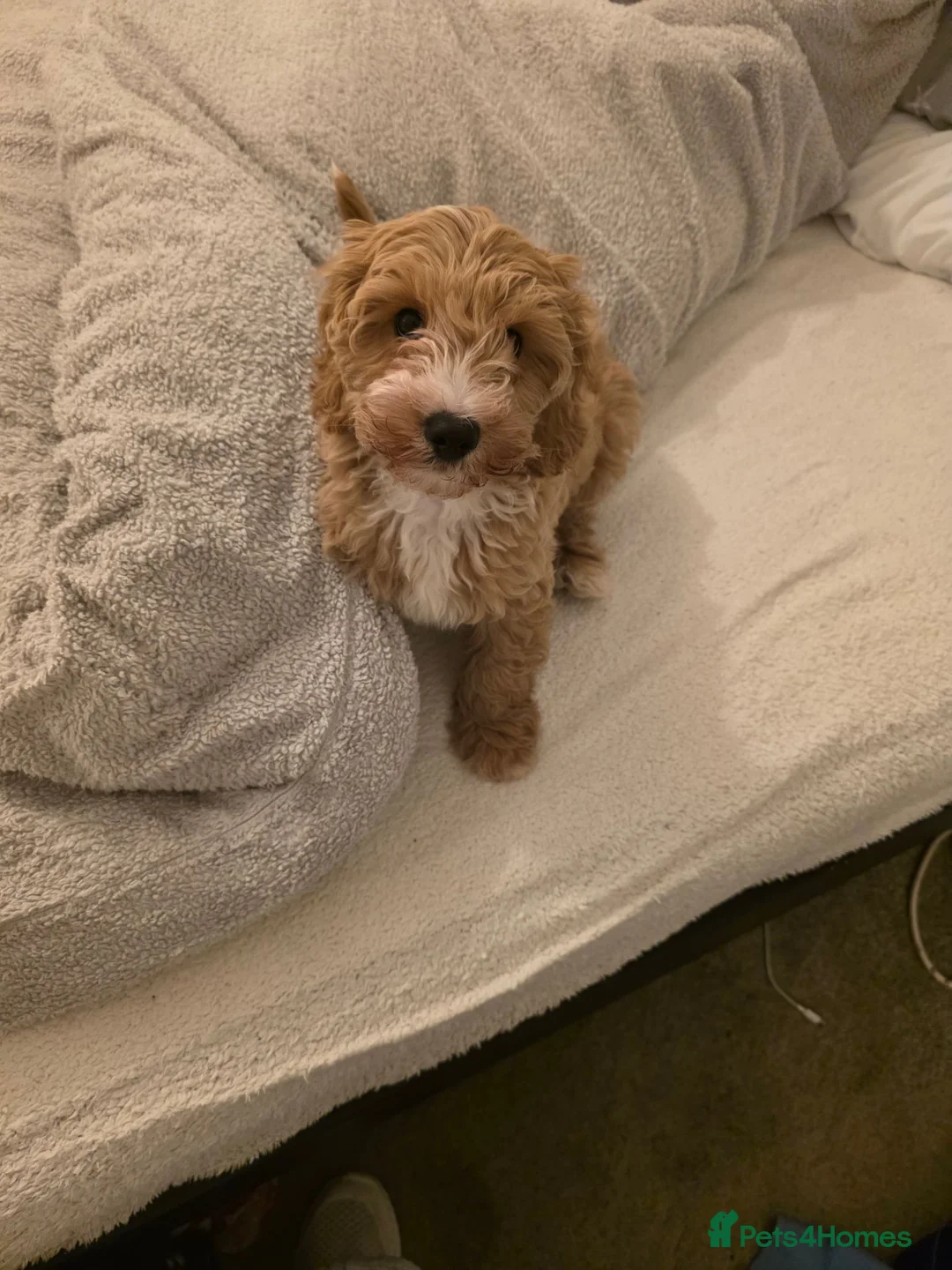 Cavapoo dogs for sale: Cavapoo puppy in Mansfield - Advert 1