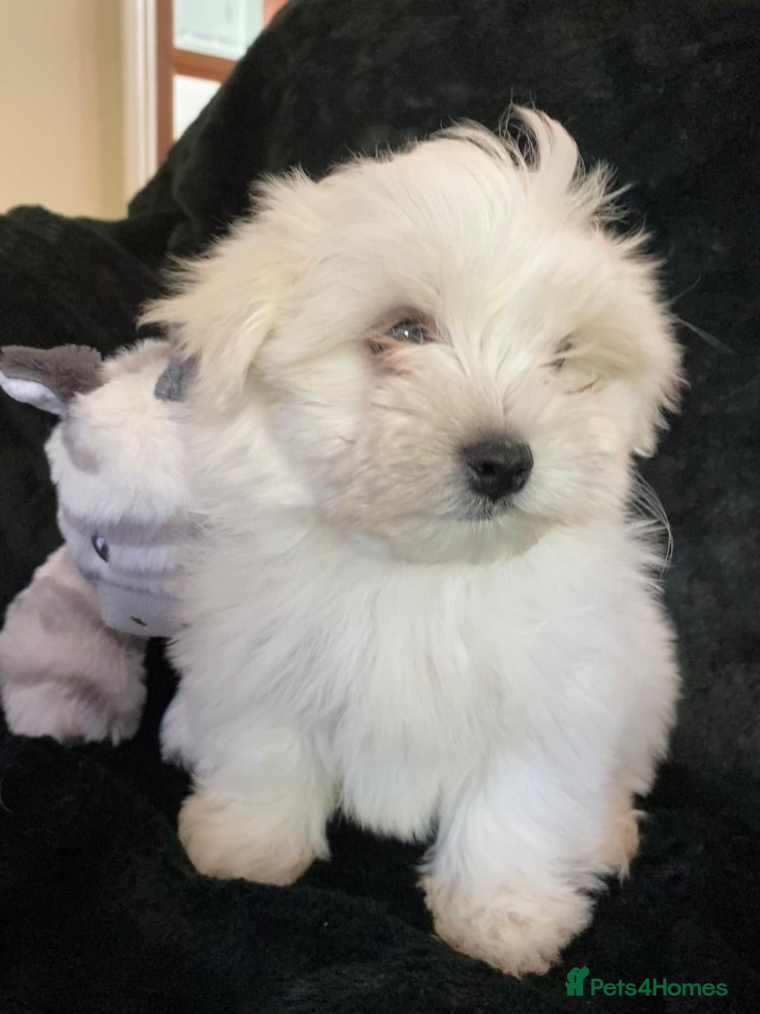 Maltese dogs for sale: Maltese puppies for sale  - Advert 19