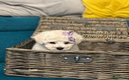 Bichon Frise dogs for sale: ✨ Bichon Frisé Puppies from Champion Bloodlines ✨ - Advert 33