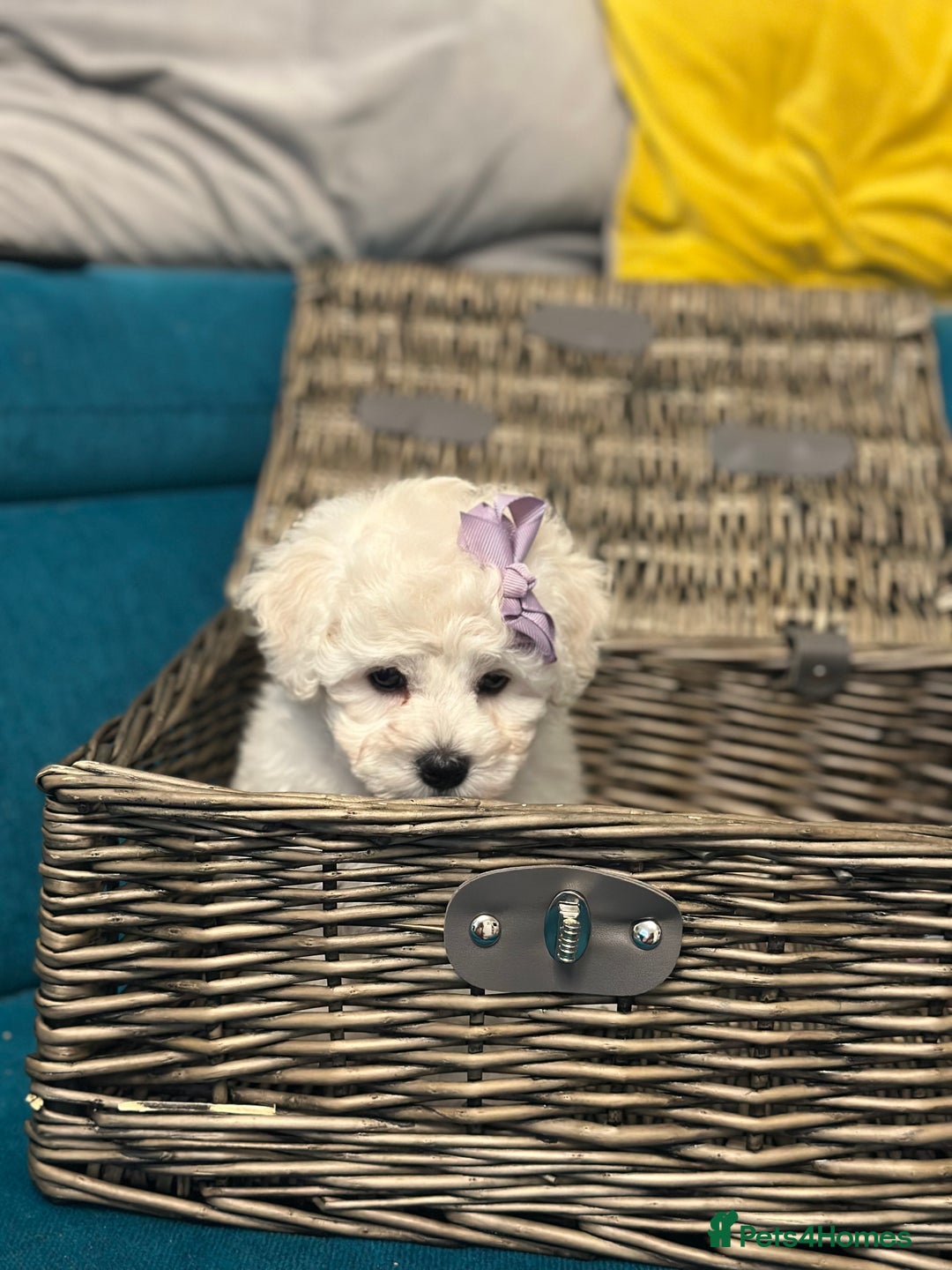 Bichon Frise dogs for sale: ✨ Bichon Frisé Puppies from Champion Bloodlines ✨ - Advert 33