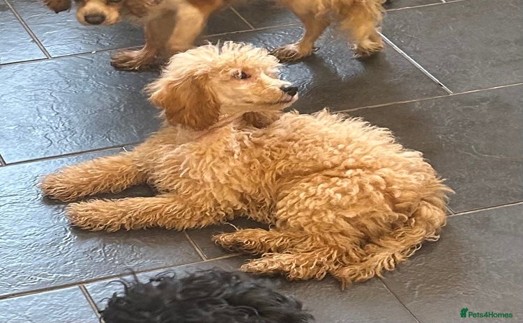 Miniature Poodle dogs - Advert 6