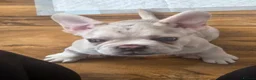 French Bulldog dogs for sale: Frenchie / French bulldog - Advert 5