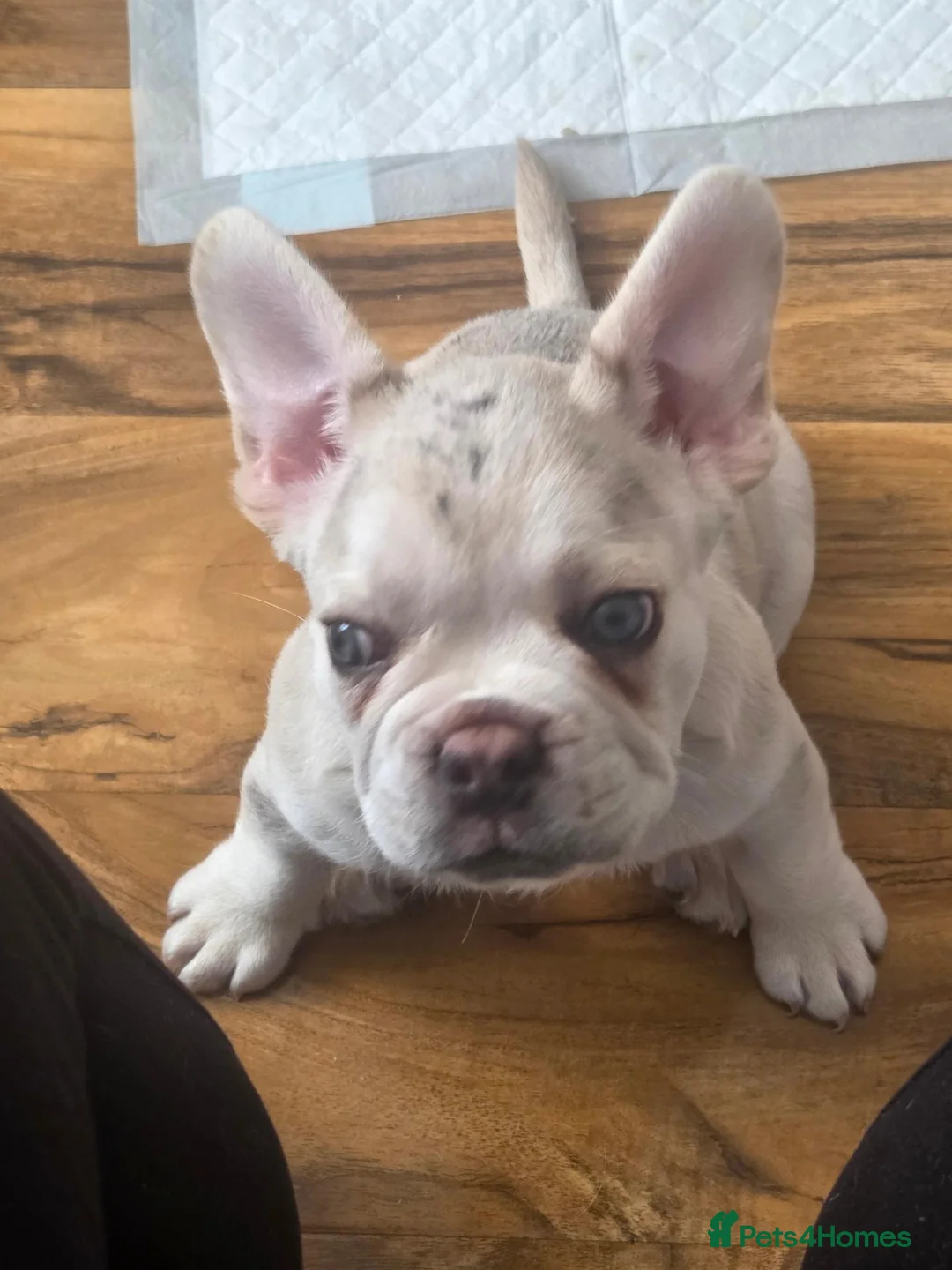 French Bulldog dogs for sale: Frenchie / French bulldog - Advert 5