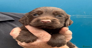 Cockapoo dogs - Advert 17