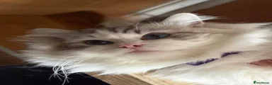 Ragdoll 1