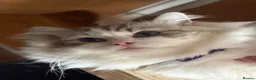 Ragdoll cats for sale: Valentino 🩵 – for breeding/showing or as a pet. - Advert 8