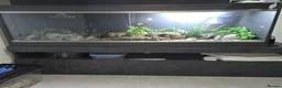 Leopard Gecko reptiles for sale: Male leopard gecko  - Advert 3